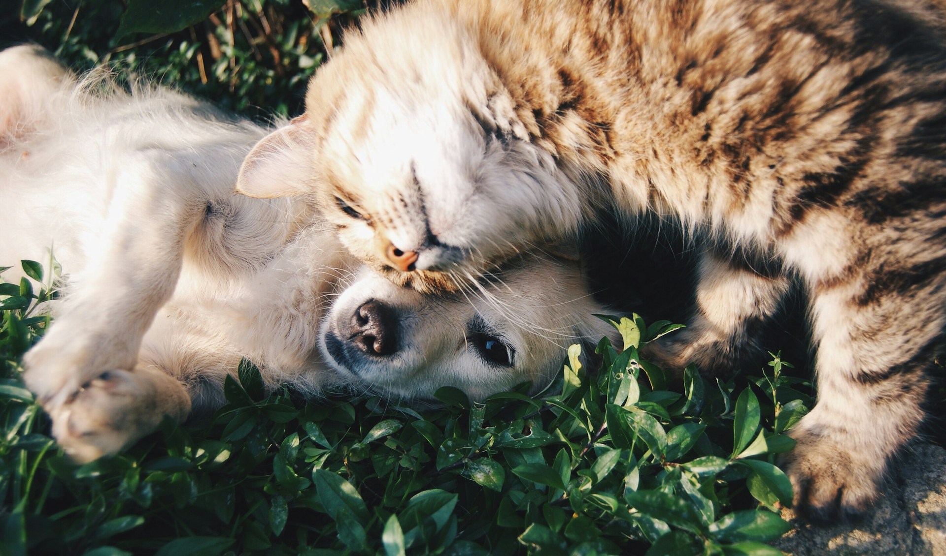 voluntariat bucuresti animale