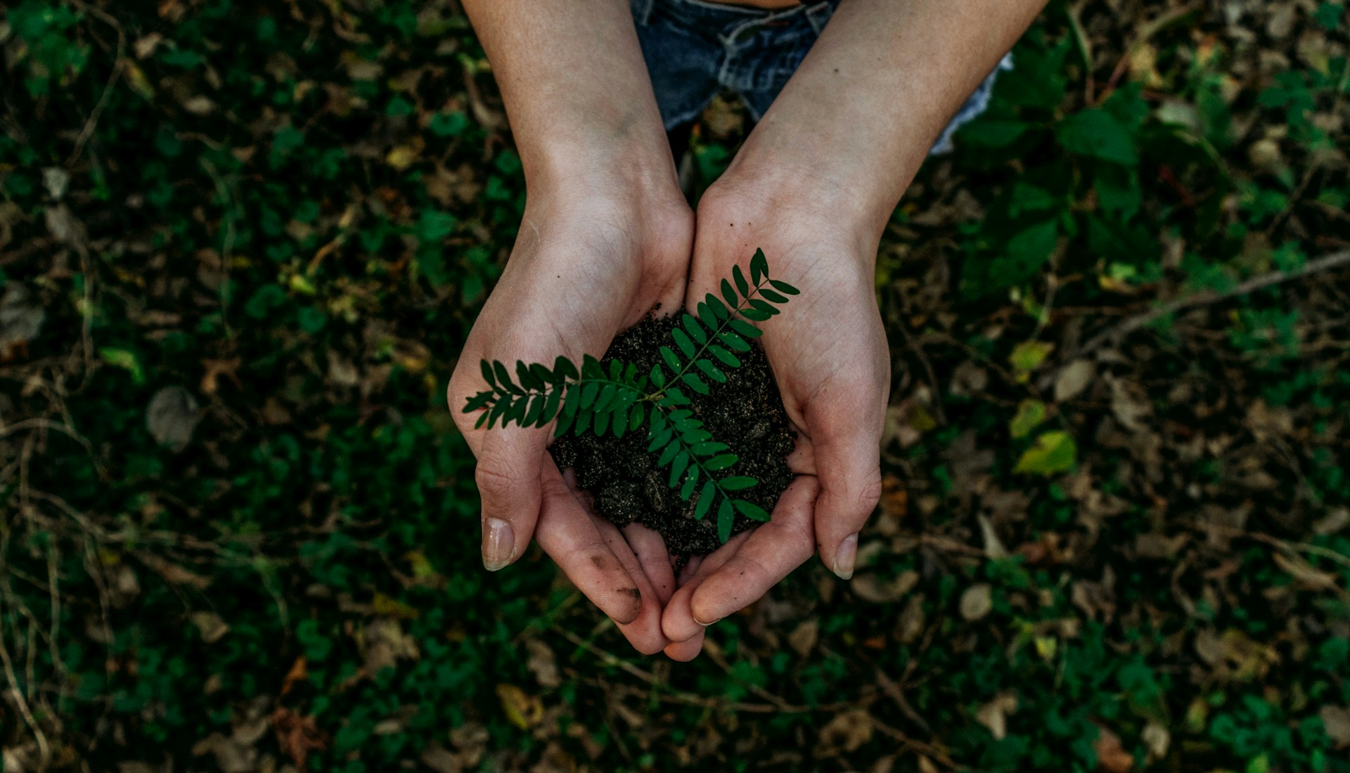 voluntariat ecologic