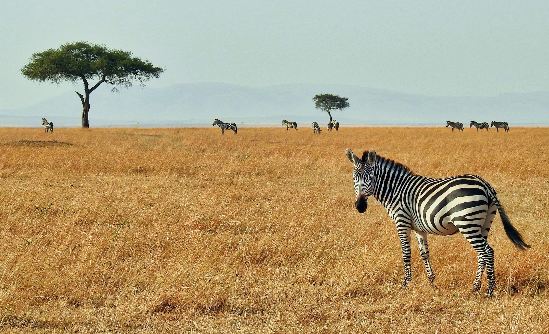 voluntariat kenya